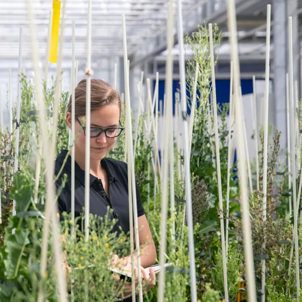 assistant-breeding-rijk-zwaan